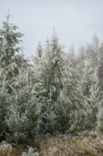Mixed forest with norway spruce (Picea abies) and European beech (Fagus sylvatica) white from