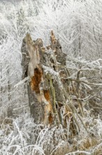 Rotten norway spruce (Picea abies) tree trunk covered white from roarfrost, on a sunny day in