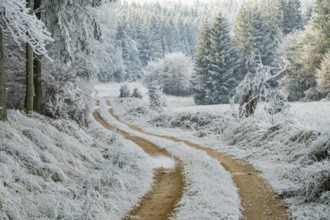 Forest road going through a beautiful landscape with forest, meadows and bushes, white from