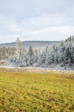 Meadow in a valley surrounded by a mixed forest with norway spruce (Picea abies) and European beech