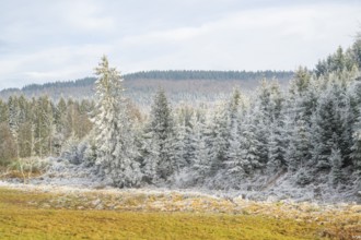 Meadow in a valley surrounded by a mixed forest with norway spruce (Picea abies) and European beech