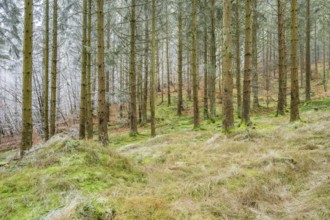 Norway spruce (Picea abies) white from roarfrost, on a sunny day in winter, Bavaria, Germany