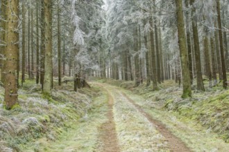 Forest road going through a mixed forest white from roarfrost on a sunny day in winter, Bavaria,
