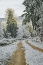 Forest road going through a beautiful landscape with forest, meadows and bushes, white from