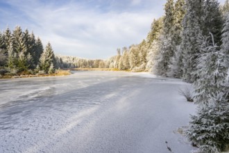 A frozen pont in a valley surrounded by a mixed forest with norway spruce (Picea abies) and
