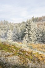 Valley with a small stream surrounded by a mixed forest with young norway spruce (Picea abies)