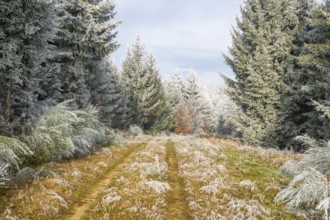 Walking trail going through a mixed forest white from roarfrost on a sunny day in winter, Bavaria,