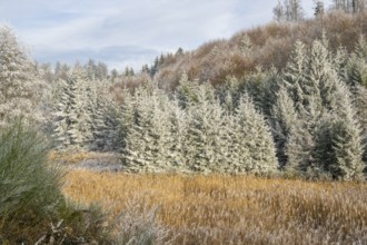 Meadow in a valley surrounded by a mixed forest with norway spruce (Picea abies) and European beech