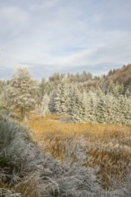 Meadow in a valley surrounded by a mixed forest with norway spruce (Picea abies) and European beech