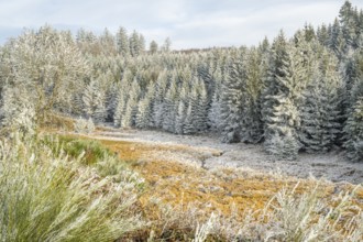 Valley with a small stream surrounded by a mixed forest with young norway spruce (Picea abies)
