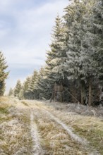 Hunting pulpit beside a alking trail going through a mixed forest white from roarfrost on a sunny