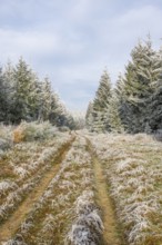 Walking trail going through a mixed forest white from roarfrost on a sunny day in winter, Bavaria,