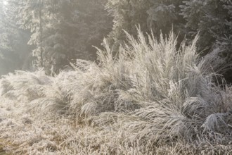 Common broom (Cytisus scoparius) growing in a valley beside a forest, white from roarfrost, on a