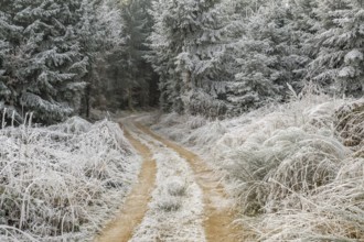 Forest road going through a mixed forest white from roarfrost on a sunny day in winter, Bavaria,