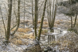 Common alder (Alnus glutinosa) growing in a valley with e litle stream in the middle, white from