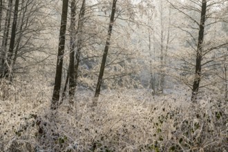 Common alder (Alnus glutinosa)growing in a valley beside a forest, white from roarfrost, on a sunny