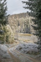 Forest road going through a beautiful landscape with forest, meadows and bushes, white from