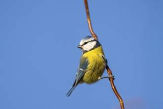 Eurasian blue tit (Cyanistes caeruleus) sitting on a branch, Bavaria, Germany