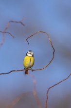 Eurasian blue tit (Cyanistes caeruleus) sitting on a branch, Bavaria, Germany