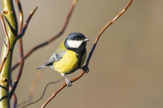 Great tit (Parus major) sitting on a branch, Bavaria, Germany