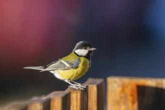 Great tit (Parus major) sitting on a fence, Bavaria, Germany