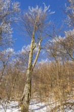 European beech (Fagus sylvatica) trees in a forest with hoarfrost on the branches in winter, Vápec,
