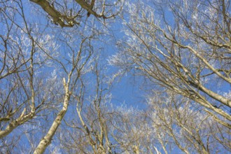 European beech (Fagus sylvatica) trees in a forest with hoarfrost on the branches in winter, Vápec,