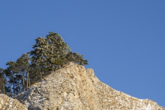 Scots pine (Pinus sylvestris) trees growing on a huge rock in winter, Vápec, Horná Poruba, Slovakia