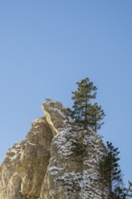 Scots pine (Pinus sylvestris) trees growing on a huge rock in winter, Vápec, Horná Poruba, Slovakia