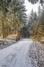 Piled up felled tree trunks beside a forest road going through a mixed forest white from roarfrost