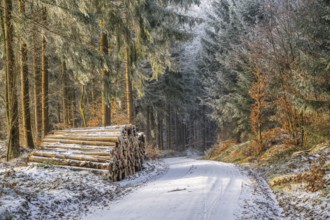 Piled up felled tree trunks beside a forest road going through a mixed forest white from roarfrost