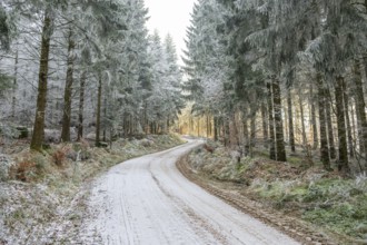 Forest road going through a mixed forest white from roarfrost on a sunny day in winter, Bavaria,