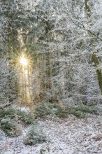 Mixed forest with norway spruce (Picea abies) and European beech (Fagus sylvatica) white from