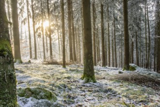 Norway spruce (Picea abies) white from roarfrost, on a sunny day in winter, Bavaria, Germany