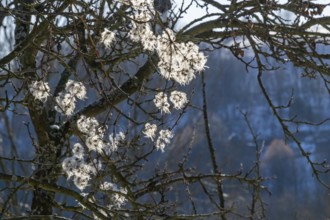 Old man's beard (Clematis vitalba) against the sunlight in winter in winter, Vápec, Horná Poruba,