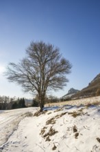 Tree beside a road with mountains in the background on a sunny day in winter, Vápec, Horná Poruba,
