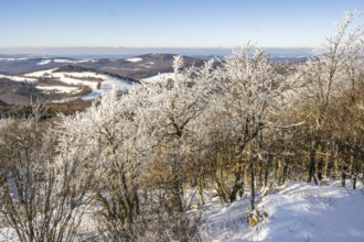 European beech (Fagus sylvatica) trees in a forest with hoarfrost on the branches in winter, Vápec,