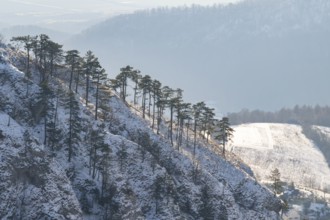 Scots pine (Pinus sylvestris) trees growing on a hill in winter, Vápec, Horná Poruba, Slovakia