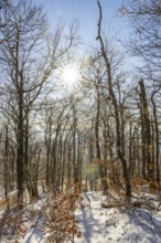 European beech (Fagus sylvatica) trees in a forest with hoarfrost on the branches in winter, Vápec,