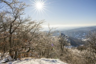 European beech (Fagus sylvatica) trees in a forest with hoarfrost on the branches in winter, Vápec,