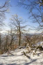 European beech (Fagus sylvatica) trees in a forest with hoarfrost on the branches in winter, Vápec,