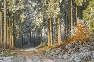 Forest road going through a mixed forest white from roarfrost on a sunny day in winter, Bavaria,