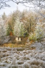 Meadow in a valley surrounded by a mixed forest with norway spruce (Picea abies) and European beech