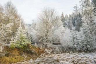 Meadow in a valley surrounded by a mixed forest with norway spruce (Picea abies) and European beech