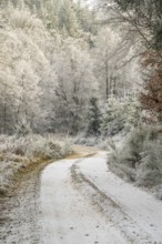 Forest road going through a beautiful landscape with forest, meadows and bushes, white from