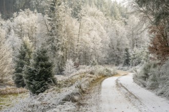 Forest road going through a beautiful landscape with forest, meadows and bushes, white from