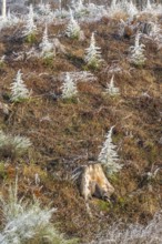 Small trees covered white from roarfrost on a sunny day in winter, Bavaria, Germany