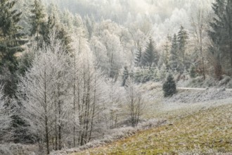 A valley surrounded by a mixed forest with norway spruce (Picea abies) and European beech (Fagus