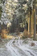 Forest road going through a mixed forest white from roarfrost on a sunny day in winter, Bavaria,