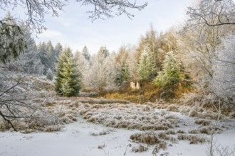 A frozen pont in a valley surrounded by a mixed forest with norway spruce (Picea abies) and